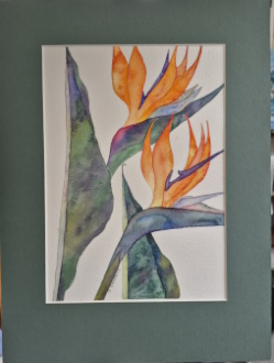 Bird of Paradise