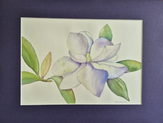 Magnolia Grandiflora