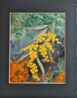 Wattle Flowers
