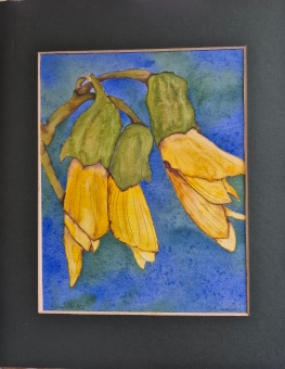 Kowhai Flowers