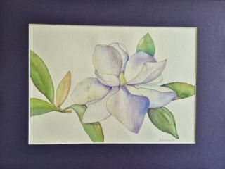 Magnolia Grandiflora