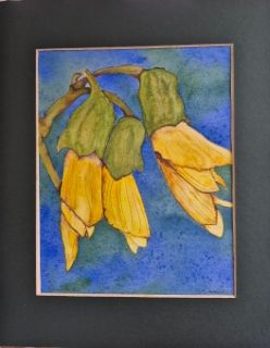 Kowhai Flowers